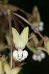 Poke milkweed